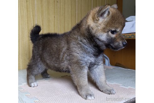 成約済の秋田県の柴犬-316959の4枚目